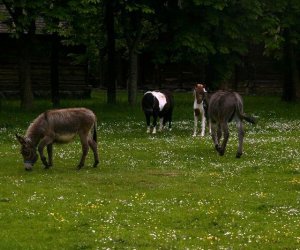 Początek wiosny w Muzeum Rolnictwa im. ks. K. Kluka w Ciechanowcu to czas dla zwierząt.