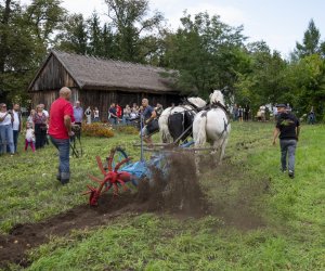 Jesień w polu i zagrodzie - fotorelacja - 15 września 2024