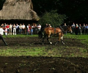 Wykopki w skansenie 2009