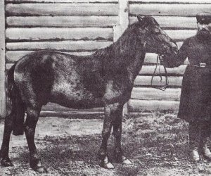 NIECOdziennik Muzealny Mieszkańcy Muzeum – Konik polski