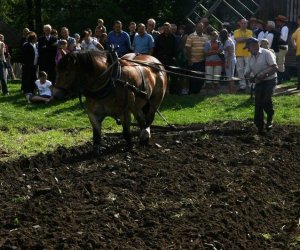 Wykopki w skansenie 2009