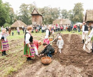 Wykopki w Skansenie 2013