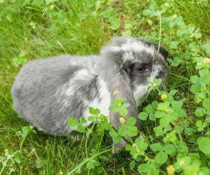 Nowi mieszkańcy ciechanowieckiego skansenu