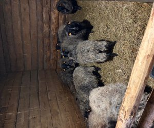 Szopka bożonarodzeniowa 2025