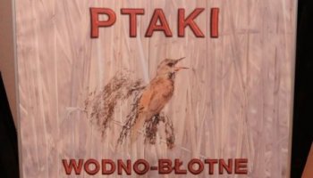 Wystawa czasowa „Ptaki wodno-błotne”