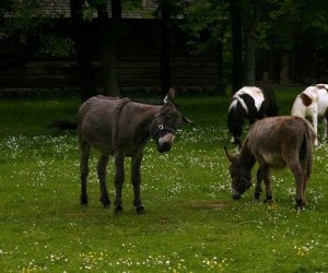 Początek wiosny w Muzeum Rolnictwa im. ks. K. Kluka w Ciechanowcu to czas dla zwierząt.