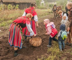 Wykopki w Skansenie 2013