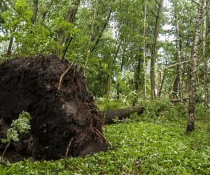 Nawałnica w ciechanowieckim muzeum