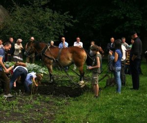 Wykopki w skansenie 2009