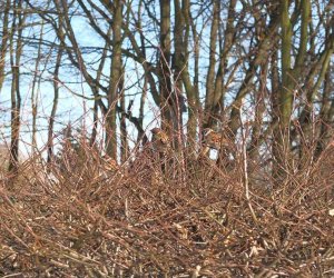 Nowe budki lęgowe w muzealnym parku