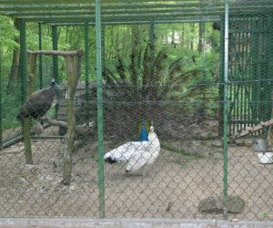 Początek wiosny w Muzeum Rolnictwa im. ks. K. Kluka w Ciechanowcu to czas dla zwierząt.