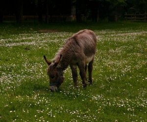 Początek wiosny w Muzeum Rolnictwa im. ks. K. Kluka w Ciechanowcu to czas dla zwierząt.