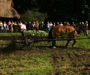 Wykopki w skansenie 2009