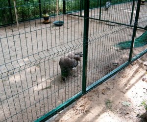 Pawie w Muzeum