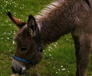Początek wiosny w Muzeum Rolnictwa im. ks. K. Kluka w Ciechanowcu to czas dla zwierząt.