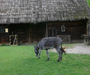 Początek wiosny w Muzeum Rolnictwa im. ks. K. Kluka w Ciechanowcu to czas dla zwierząt.