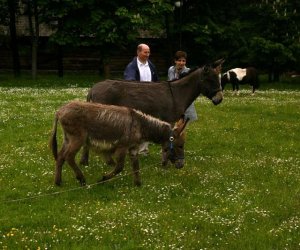 Początek wiosny w Muzeum Rolnictwa im. ks. K. Kluka w Ciechanowcu to czas dla zwierząt.