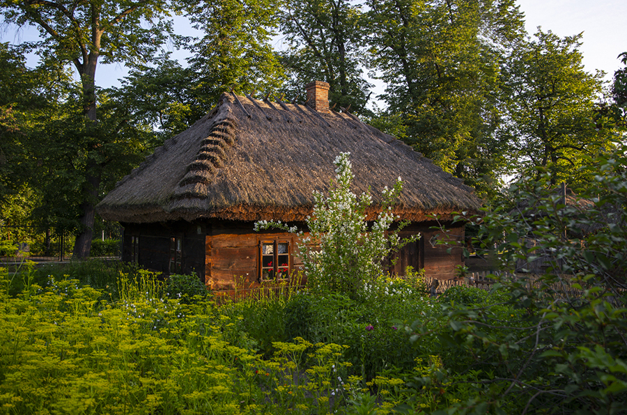 Tradycyjna drewniana chata z grubym, krytym strzechą dachem i ceglanym kominem, stojąca pośród bujnej, naturalnej roślinności. Na pierwszym planie po lewej widać łan dzikich żółtych kwiatów, a po prawej krzewy o białych kwiatach. Chata ma jedno widoczne okno z czerwoną ramą, przed którym rosną kolejne krzewy. Cała scena jest oświetlona ciepłym, złotym światłem słonecznym późnego popołudnia, z gęstymi, zielonymi drzewami w tle pod czystym niebem.