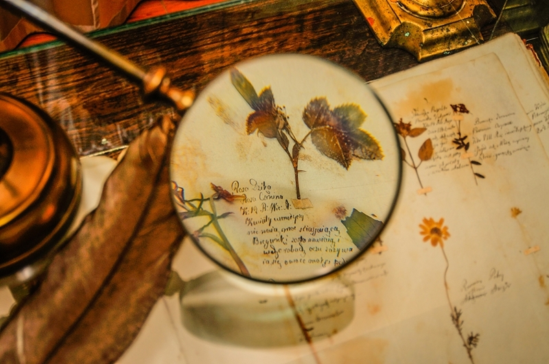 Lupa unosi się nad botanicznym albumem z suszonymi liśćmi i odręcznymi notatkami. Scena jest ciepło oświetlona, ​​przywodząc na myśl atmosferę dawnej, naukowej estetyki.