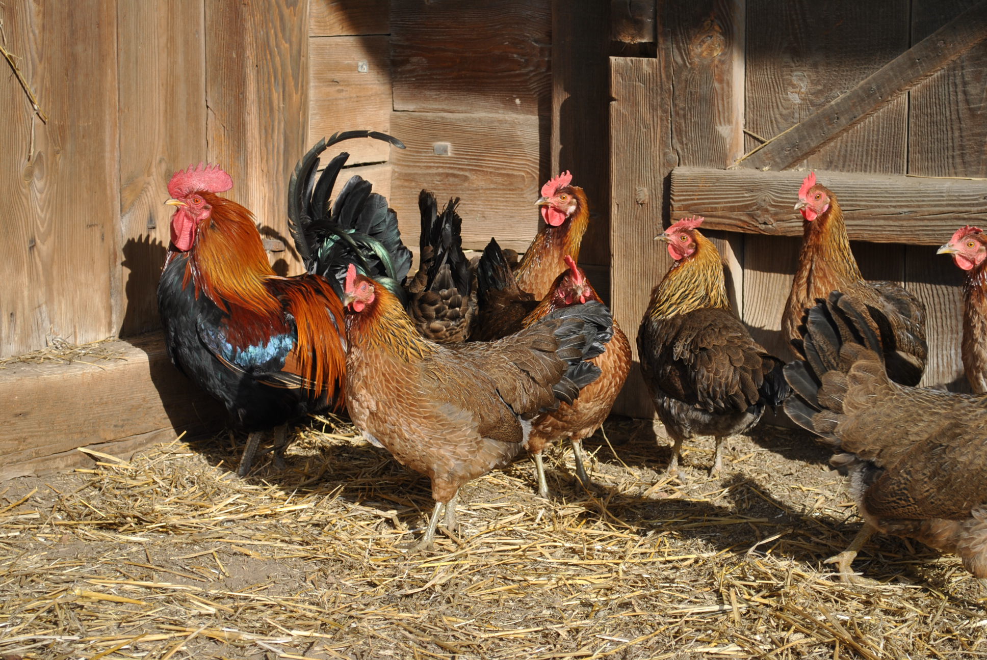 Kogut i kury na nasłonecznionym podwórku przy drewnianej ścianie stodoły, stojące na słomie. Żywe pióra koguta kontrastują z brązowymi kurami.